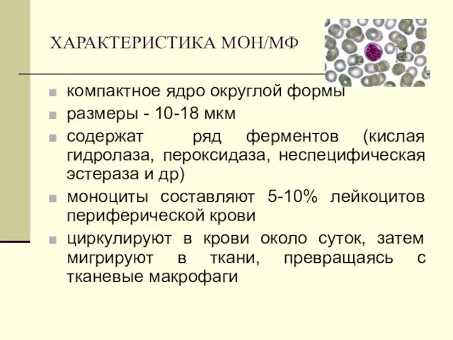 ХАРАКТЕРИСТИКА МОН/МФ компактное ядро округлой формы размеры - 10-18 мкм содержат