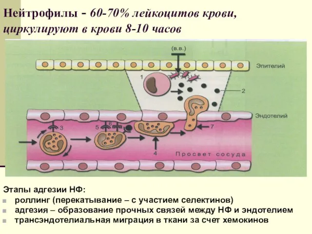 Нейтрофилы - 60-70% лейкоцитов крови, циркулируют в крови 8-10 часов Этапы