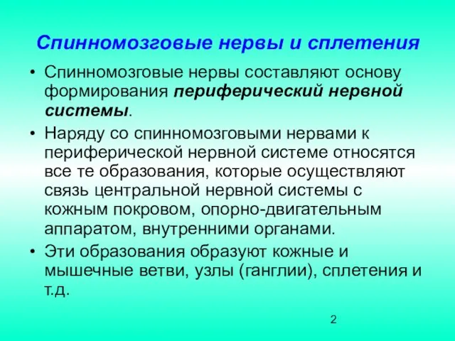 Спинномозговые нервы и сплетения Спинномозговые нервы составляют основу формирования периферический нервной