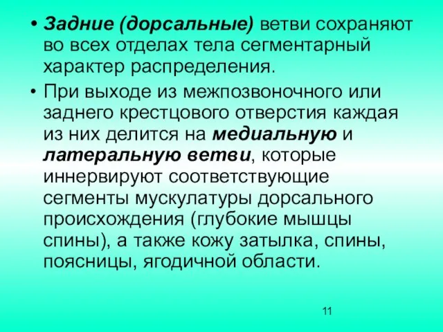 Задние (дорсальные) ветви сохраняют во всех отделах тела сегментарный характер распределения.