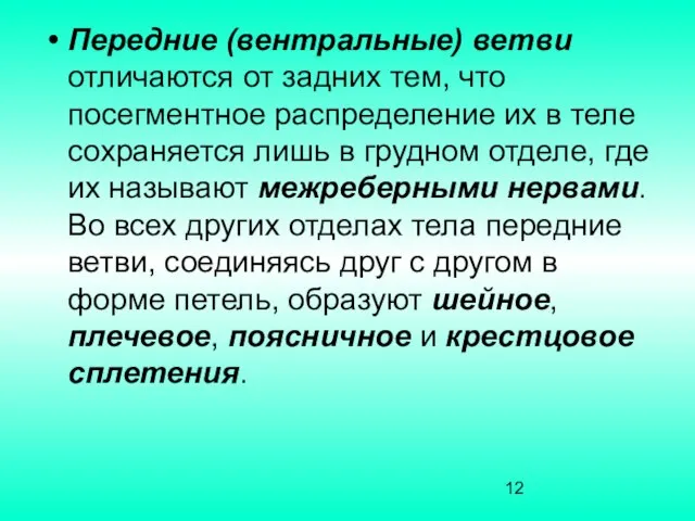 Передние (вентральные) ветви отличаются от задних тем, что посегментное распределение их