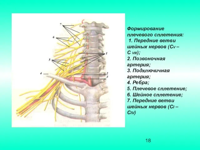 Формирование плечевого сплетения: 1. Передние ветви шейных нервов (СV – C