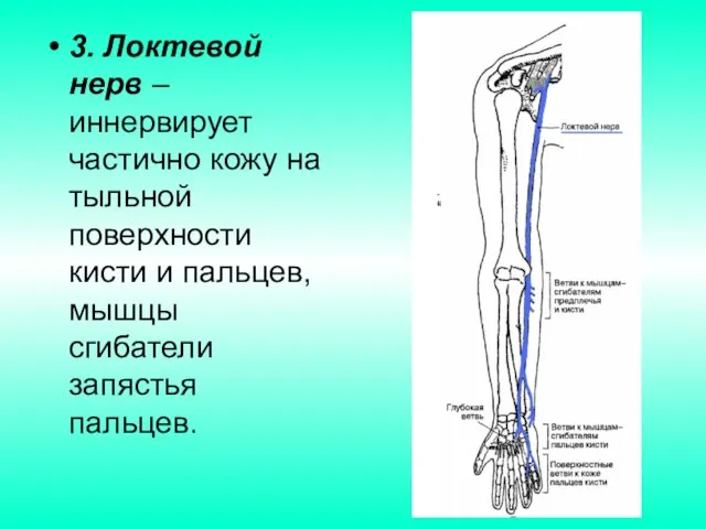 3. Локтевой нерв – иннервирует частично кожу на тыльной поверхности кисти