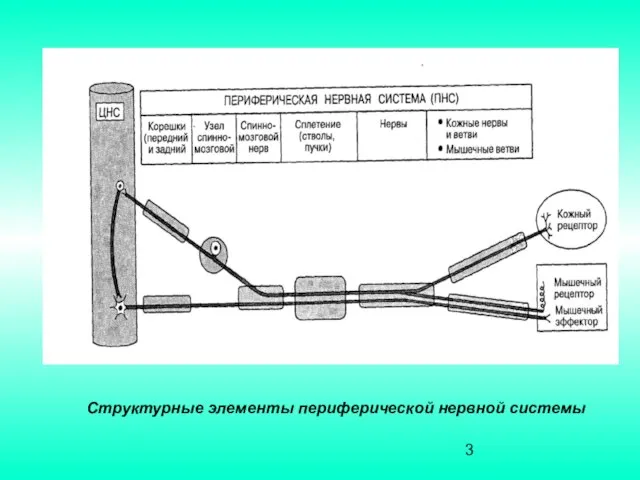 Структурные элементы периферической нервной системы