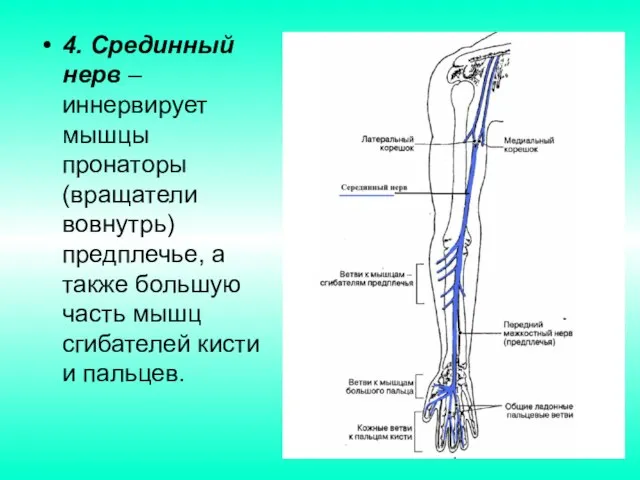 4. Срединный нерв – иннервирует мышцы пронаторы (вращатели вовнутрь) предплечье, а