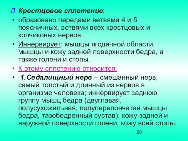 Крестцовое сплетение: образовано передами ветвями 4 и 5 поясничных, ветвями всех