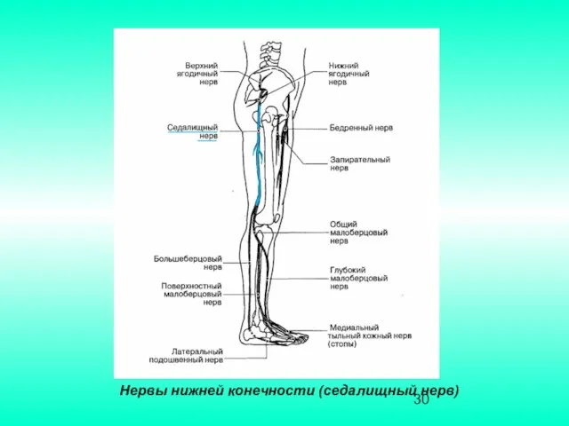 Нервы нижней конечности (седалищный нерв)