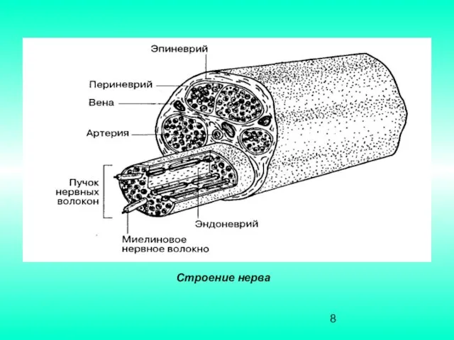 Строение нерва