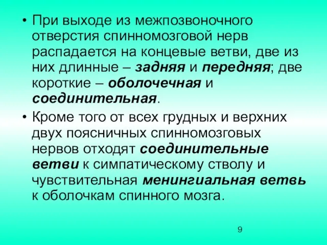 При выходе из межпозвоночного отверстия спинномозговой нерв распадается на концевые ветви,