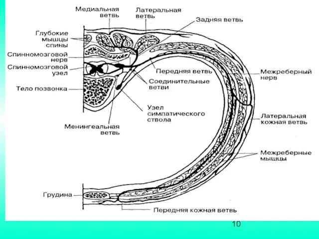 Спинномозговой нерв и его ветви