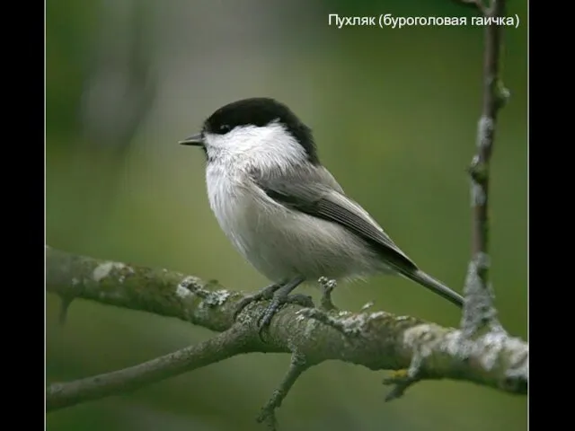 Пухляк (буроголовая гаичка)