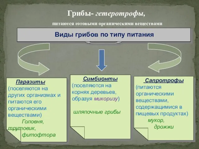 Виды грибов по типу питания Сапротрофы (питаются органическими веществами, содержащимися в