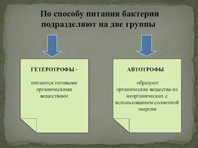 По способу питания бактерии подразделяют на две группы ГЕТЕРОТРОФЫ - питаются