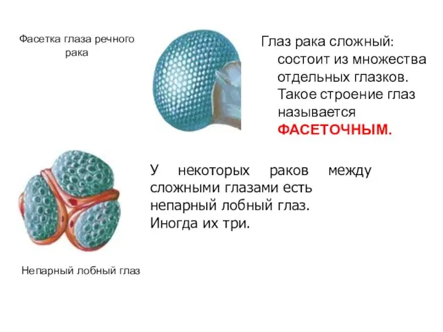 Глаз рака сложный: состоит из множества отдельных глазков. Такое строение глаз