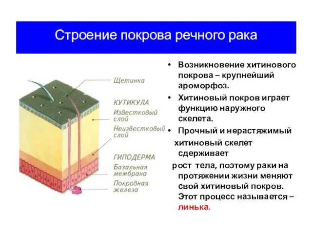 Строение покрова речного рака Возникновение хитинового покрова – крупнейший ароморфоз. Хитиновый