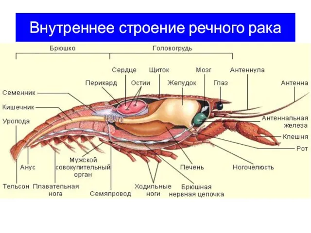 Внутреннее строение речного рака