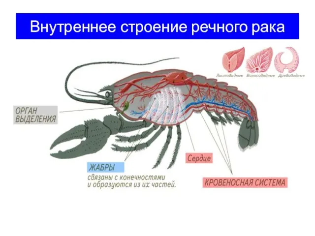 Внутреннее строение речного рака