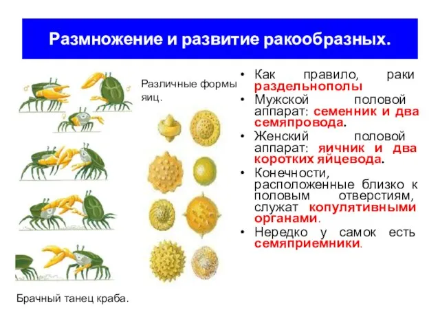 Размножение и развитие ракообразных. Как правило, раки раздельнополы Мужской половой аппарат: