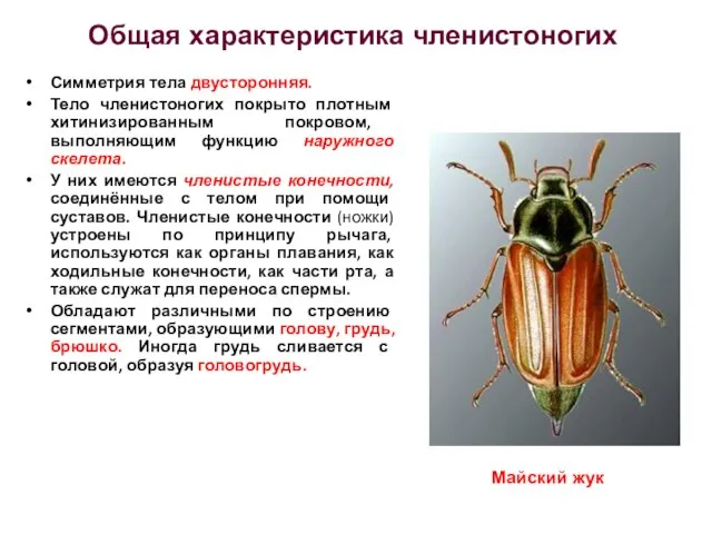 Симметрия тела двусторонняя. Тело членистоногих покрыто плотным хитинизированным покровом, выполняющим функцию