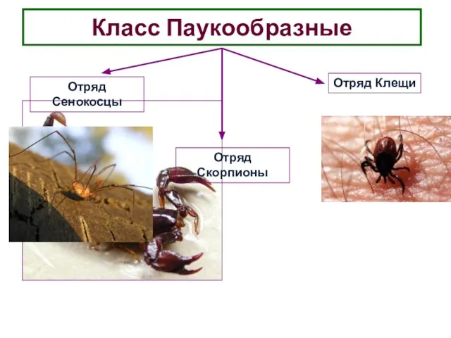 Класс Паукообразные Отряд Сенокосцы Отряд Скорпионы Отряд Клещи