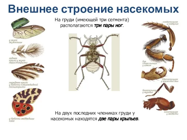 На груди (имеющей три сегмента) располагаются три пары ног. На двух