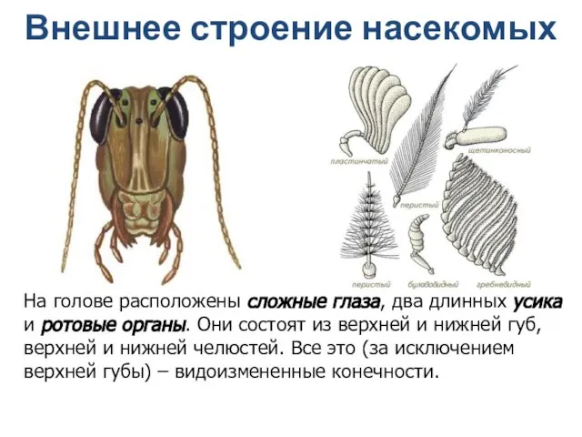 Внешнее строение насекомых На голове расположены сложные глаза, два длинных усика