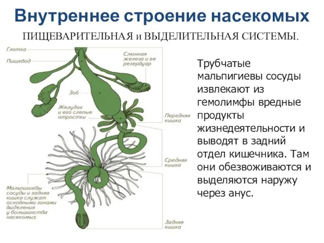 Внутреннее строение насекомых ПИЩЕВАРИТЕЛЬНАЯ и ВЫДЕЛИТЕЛЬНАЯ СИСТЕМЫ. Трубчатые мальпигиевы сосуды извлекают