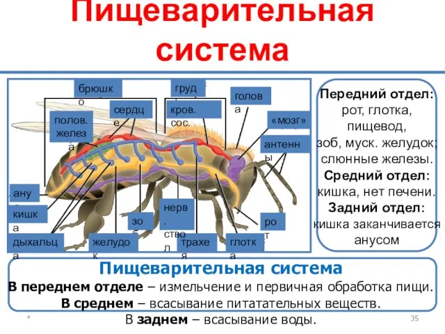 Пищеварительная система * Передний отдел: рот, глотка, пищевод, зоб, муск. желудок;