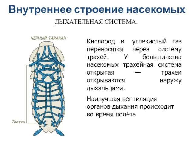 Кислород и углекислый газ переносятся через систему трахей. У большинства насекомых