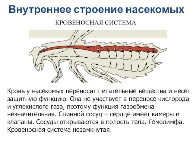 Кровь у насекомых переносит питательные вещества и несет защитную функцию. Она