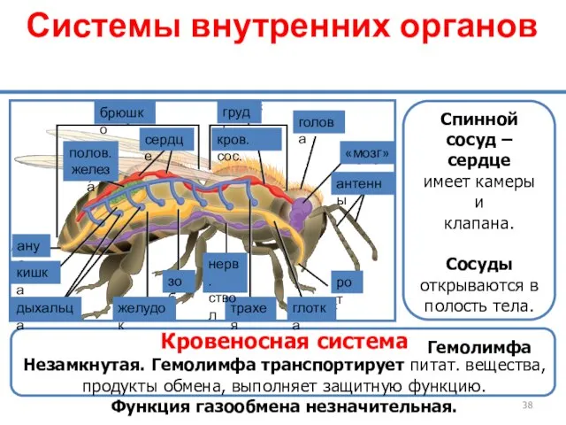 Системы внутренних органов Спинной сосуд – сердце имеет камеры и клапана.