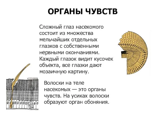 Сложный глаз насекомого состоит из множества мельчайших отдельных глазков с собственными