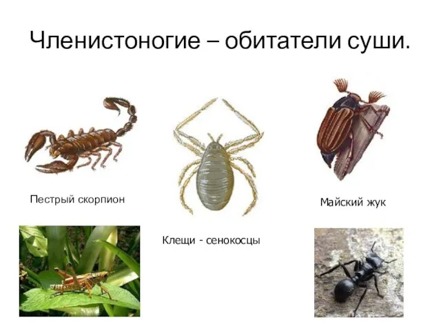 Членистоногие – обитатели суши. Пестрый скорпион Клещи - сенокосцы Майский жук