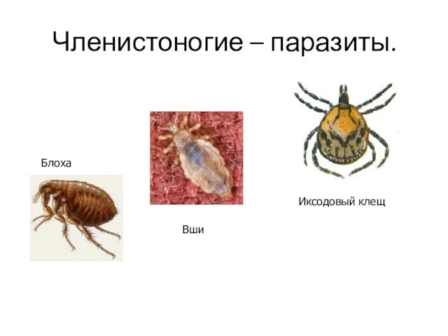 Членистоногие – паразиты. Иксодовый клещ Блоха Вши