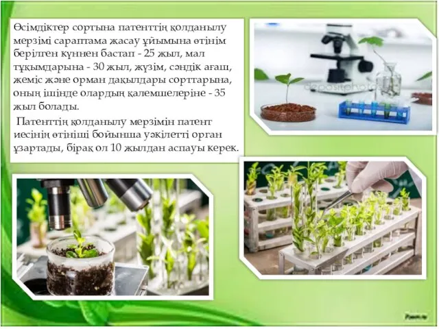 Өсiмдiктер сортына патенттiң қолданылу мерзiмi сараптама жасау ұйымына өтiнiм берiлген күннен