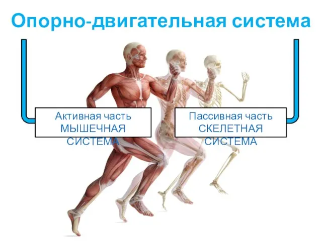 Опорно-двигательная система Активная часть МЫШЕЧНАЯ СИСТЕМА Пассивная часть СКЕЛЕТНАЯ СИСТЕМА