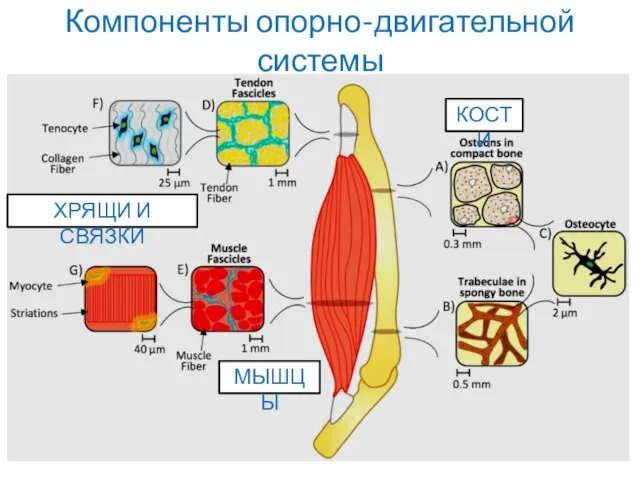 Компоненты опорно-двигательной системы МЫШЦЫ КОСТИ ХРЯЩИ И СВЯЗКИ