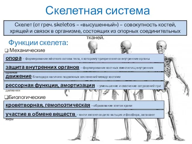 Скелетная система Скелет (от греч. skeletos – «высушенный») – совокупность костей,