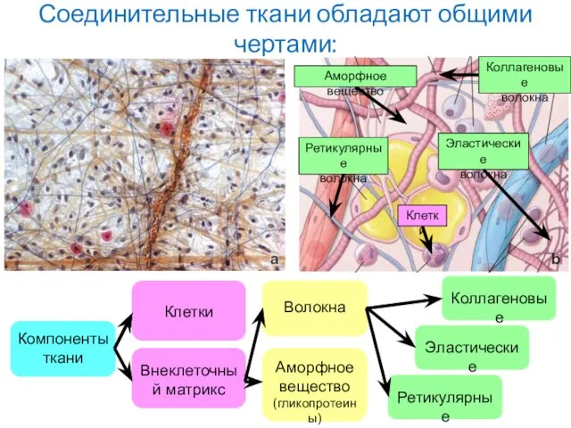 Соединительные ткани обладают общими чертами: Коллагеновые волокна Эластические волокна Ретикулярные волокна Клетки Аморфное вещество
