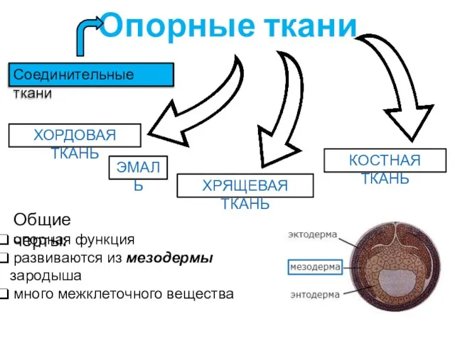 Опорные ткани Соединительные ткани ХОРДОВАЯ ТКАНЬ ХРЯЩЕВАЯ ТКАНЬ КОСТНАЯ ТКАНЬ ЭМАЛЬ