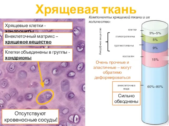 Аморфное вещество Хрящевая ткань внеклеточная вода коллаген протеогликаны гликопротеины клетки Хрящевые