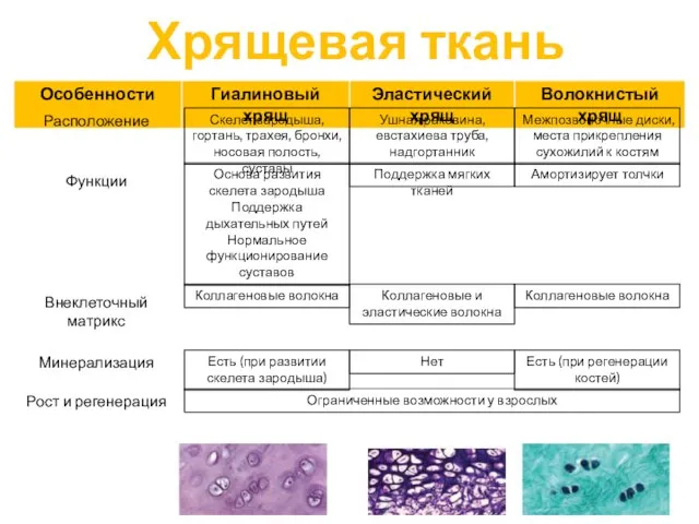 Хрящевая ткань Расположение Функции Минерализация Рост и регенерация Внеклеточный матрикс Скелет