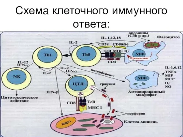 Схема клеточного иммунного ответа: