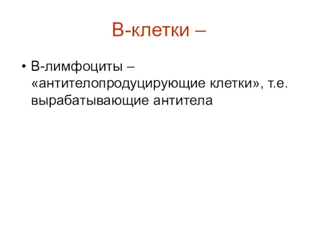 В-клетки – В-лимфоциты – «антителопродуцирующие клетки», т.е. вырабатывающие антитела