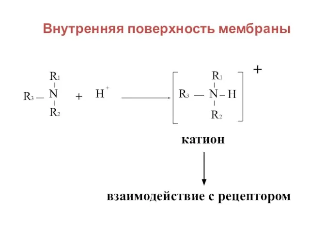 Внутренняя поверхность мембраны R3 N R1 R2 + H + R3