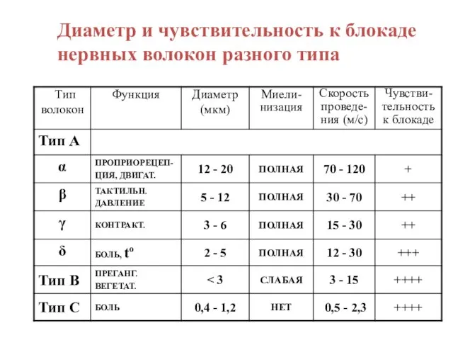 Диаметр и чувствительность к блокаде нервных волокон разного типа