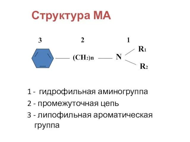 Структура МА 1 - гидрофильная аминогруппа 2 - промежуточная цепь 3