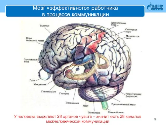 Мозг «эффективного» работника в процессе коммуникации У человека выделяют 28 органов