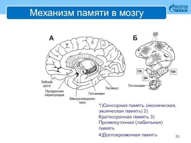 Механизм памяти в мозгу 1)Сенсорная память (иконическая, эхоическая память) 2)Краткосрочная память 3)Промежуточная (лабильная) память 4)Долговременная память