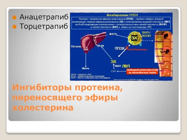 Ингибиторы протеина, переносящего эфиры холестерина Анацетрапиб Торцетрапиб